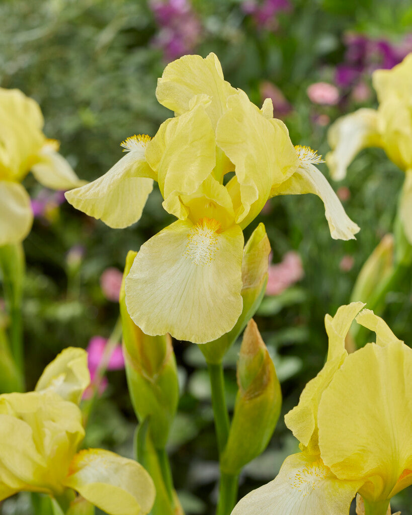 Tysk iris-Iris Germanica Blessed Again 1-pakning